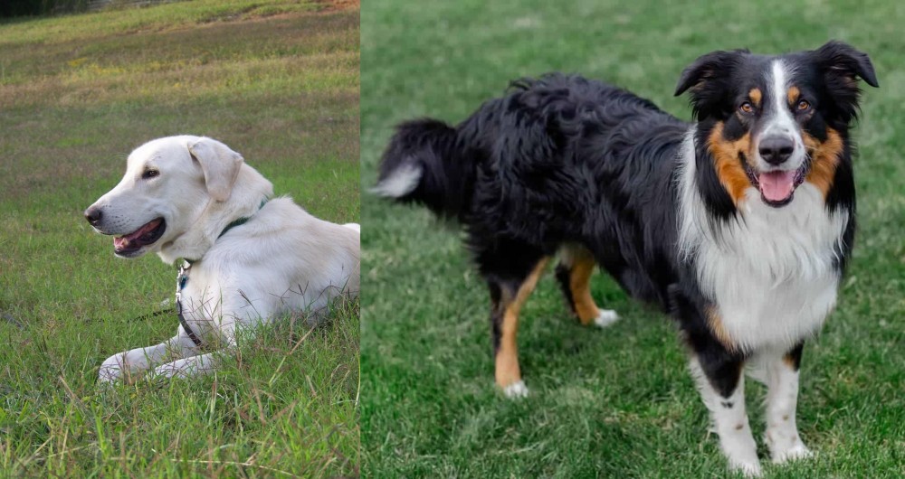 English Shepherd vs Akbash Dog - Breed Comparison