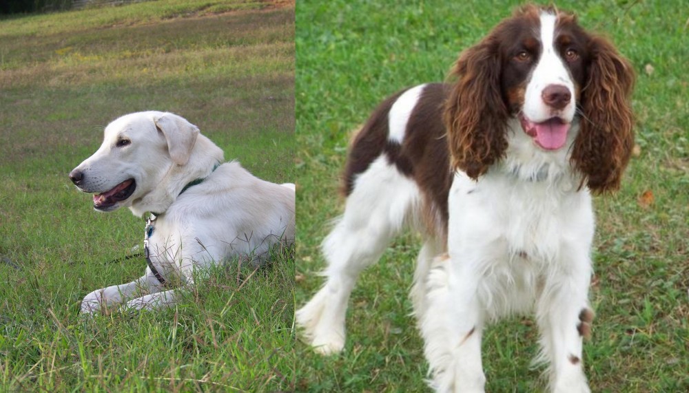 English Springer Spaniel vs Akbash Dog - Breed Comparison