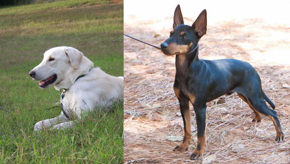 English Toy Terrier (Black & Tan) vs Akbash Dog - Breed Comparison