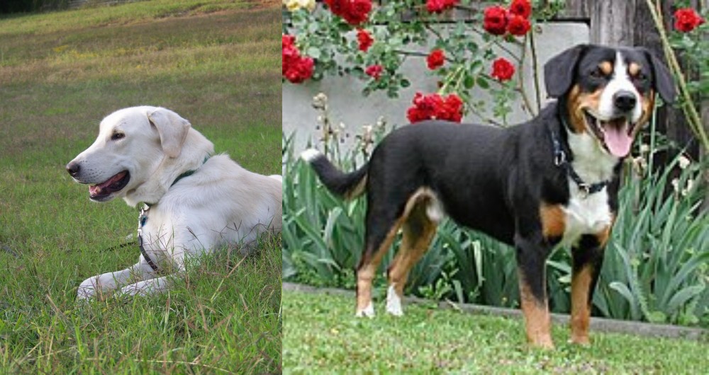 Entlebucher Mountain Dog vs Akbash Dog - Breed Comparison