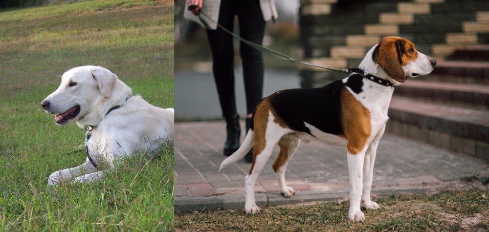 Estonian Hound vs Akbash Dog - Breed Comparison