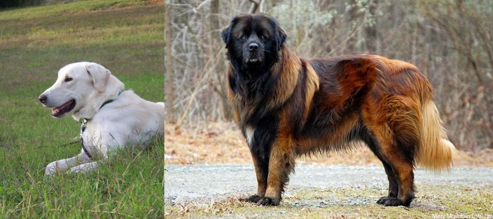 Estrela Mountain Dog vs Akbash Dog - Breed Comparison