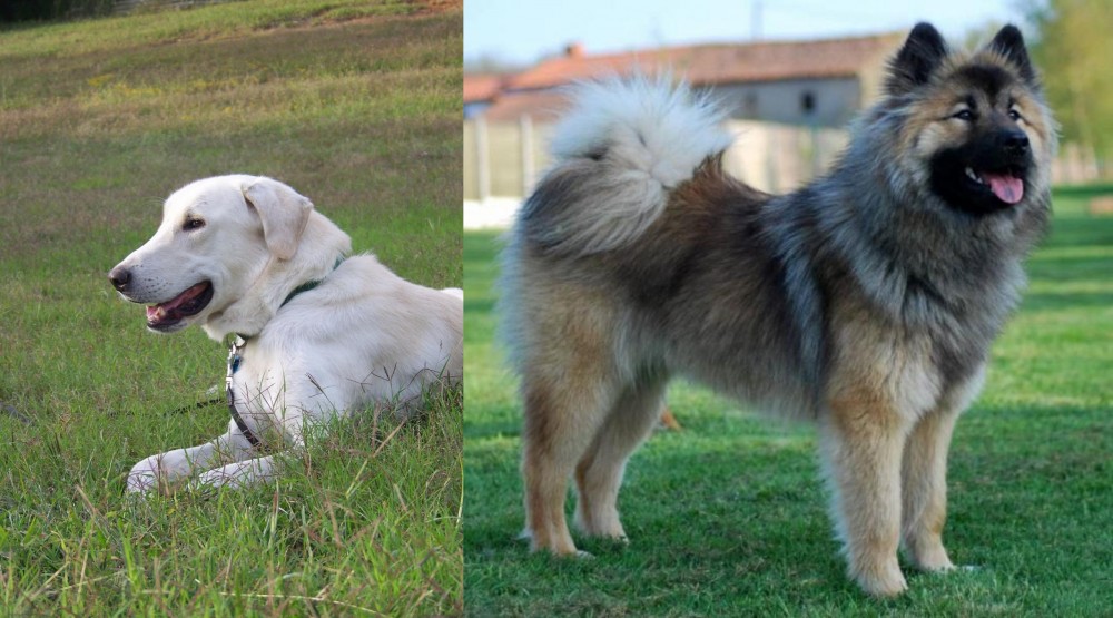 Eurasier vs Akbash Dog - Breed Comparison