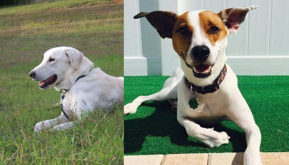 Feist vs Akbash Dog - Breed Comparison