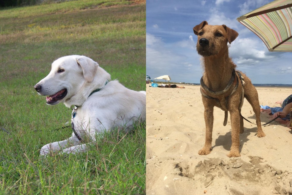 Fell Terrier vs Akbash Dog - Breed Comparison