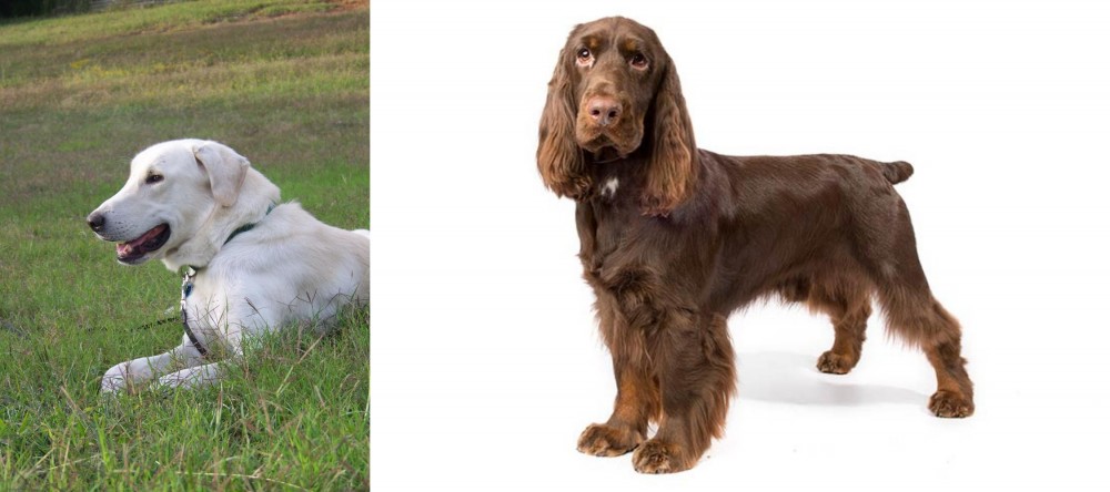 Field Spaniel vs Akbash Dog - Breed Comparison