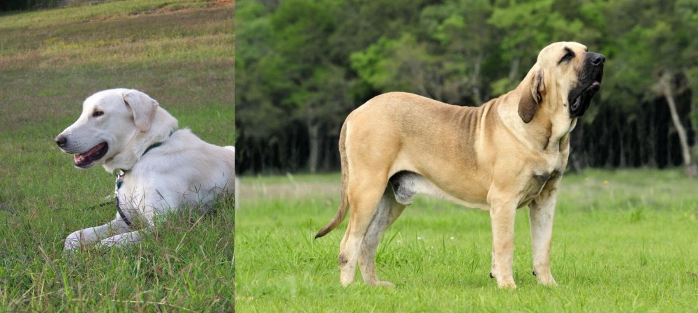 Fila Brasileiro vs Akbash Dog - Breed Comparison