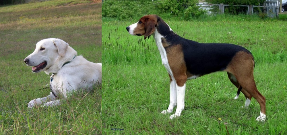 Finnish Hound vs Akbash Dog - Breed Comparison