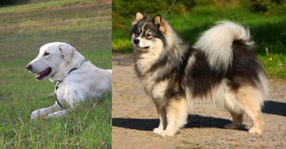 Finnish Lapphund vs Akbash Dog - Breed Comparison