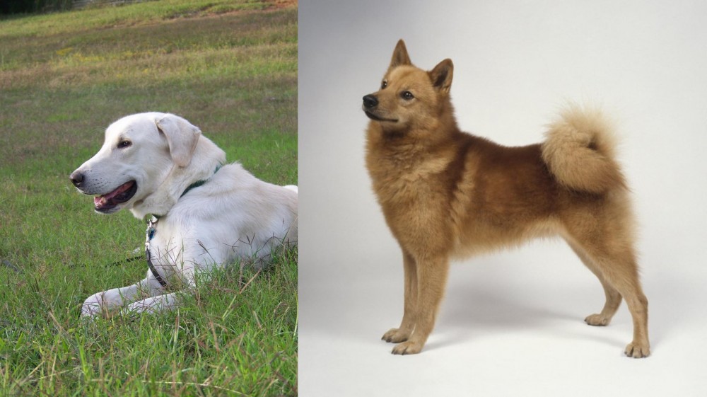 Finnish Spitz vs Akbash Dog - Breed Comparison