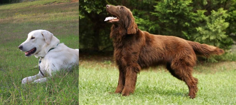Flat-Coated Retriever vs Akbash Dog - Breed Comparison