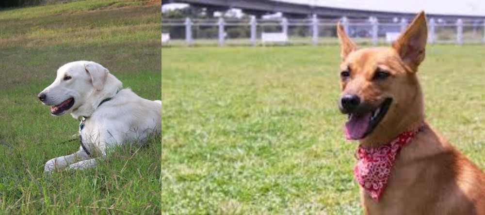 Formosan Mountain Dog vs Akbash Dog - Breed Comparison