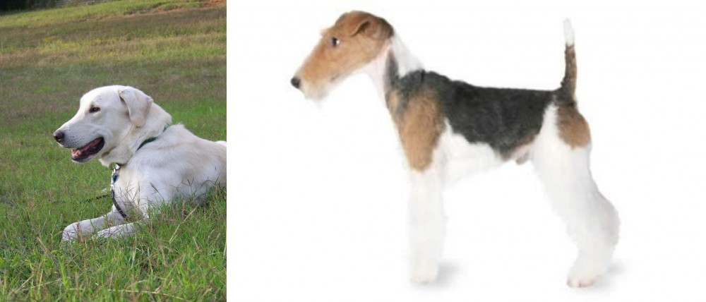 Fox Terrier vs Akbash Dog - Breed Comparison