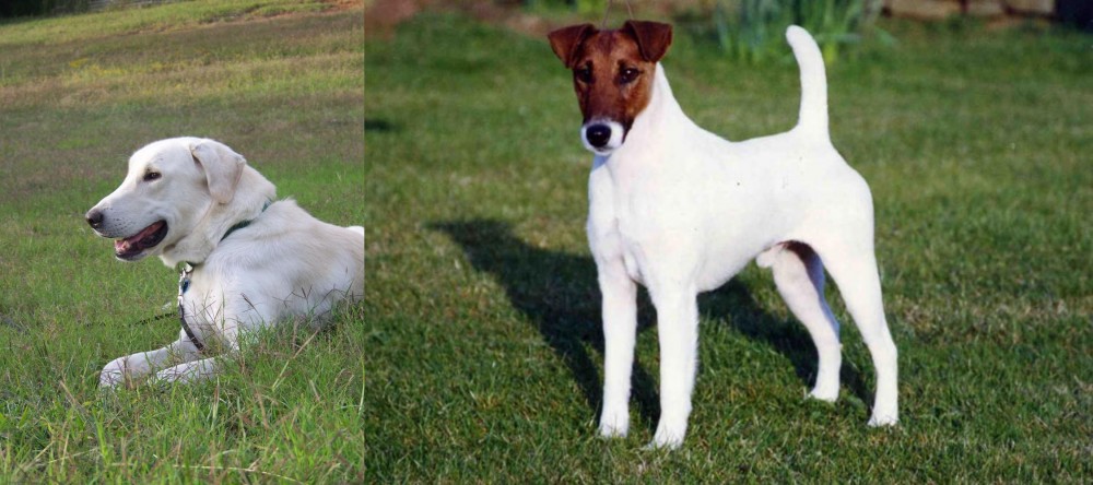 Fox Terrier (Smooth) vs Akbash Dog - Breed Comparison