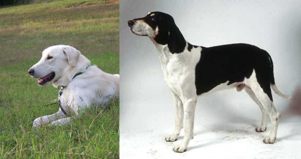 Francais Blanc et Noir vs Akbash Dog - Breed Comparison