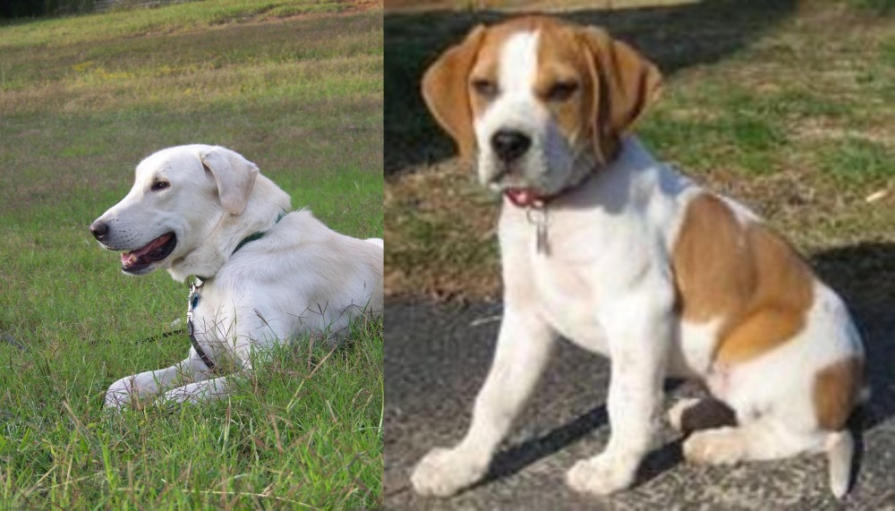 Francais Blanc et Orange vs Akbash Dog - Breed Comparison