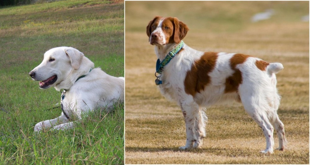 French Brittany vs Akbash Dog - Breed Comparison