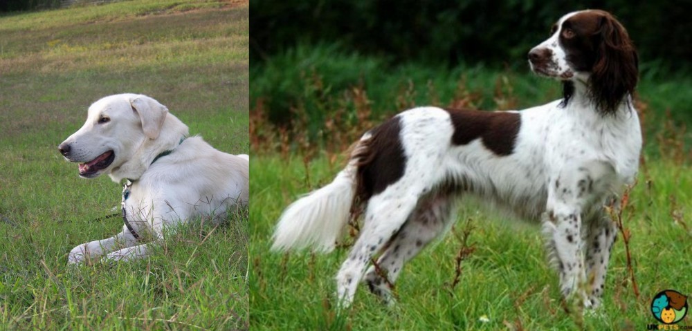 French Spaniel vs Akbash Dog - Breed Comparison