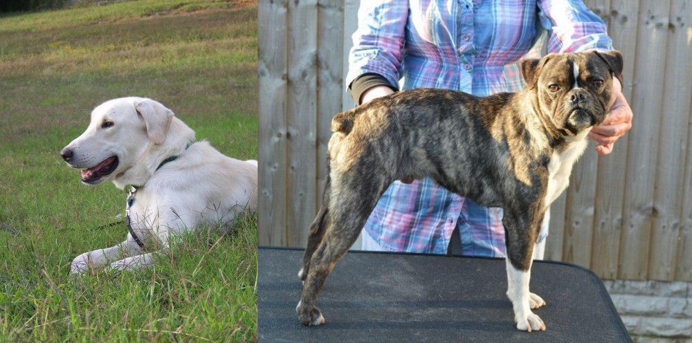 Fruggle vs Akbash Dog - Breed Comparison
