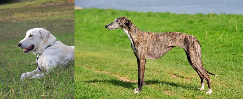 Galgo Espanol vs Akbash Dog - Breed Comparison
