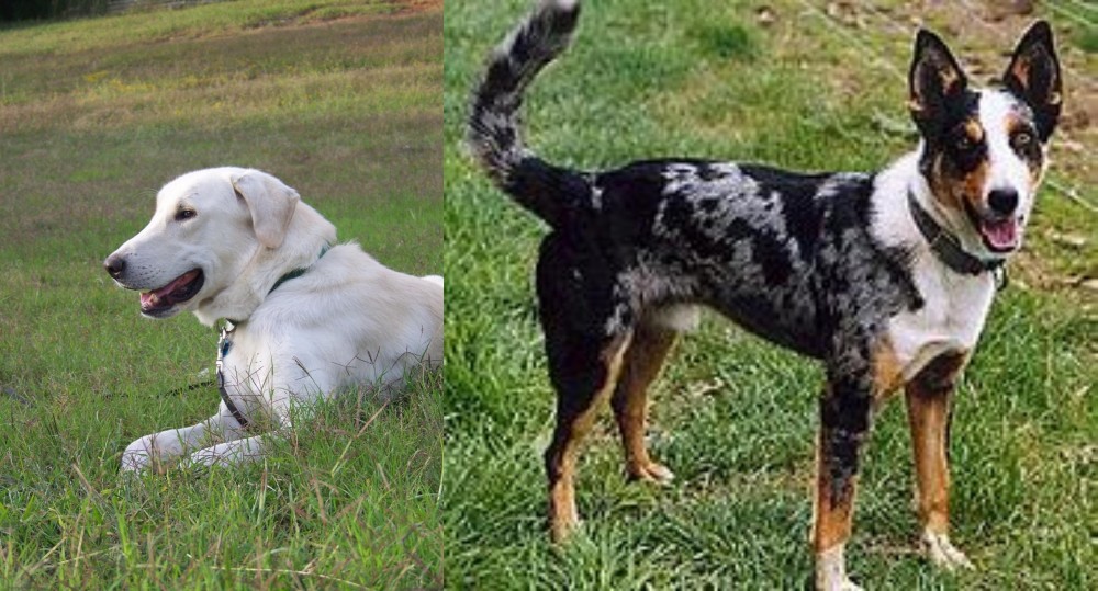 German Coolie vs Akbash Dog - Breed Comparison
