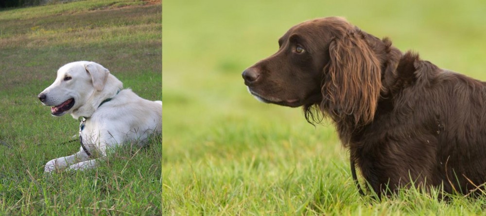 German Longhaired Pointer vs Akbash Dog - Breed Comparison