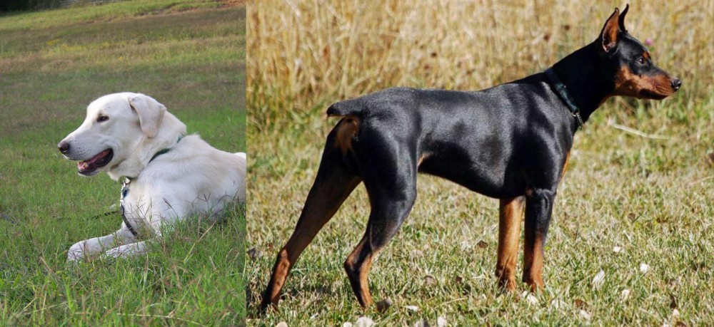 German Pinscher vs Akbash Dog - Breed Comparison