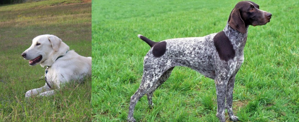 German Shorthaired Pointer vs Akbash Dog - Breed Comparison