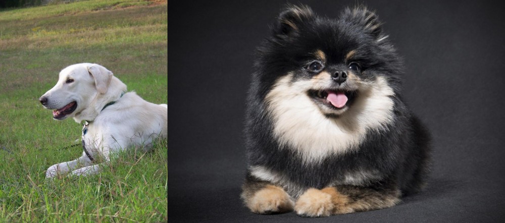 German Spitz (Klein) vs Akbash Dog - Breed Comparison