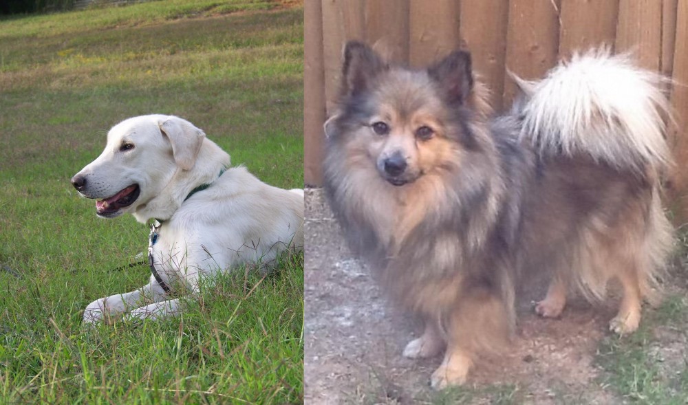 German Spitz (Mittel) vs Akbash Dog - Breed Comparison
