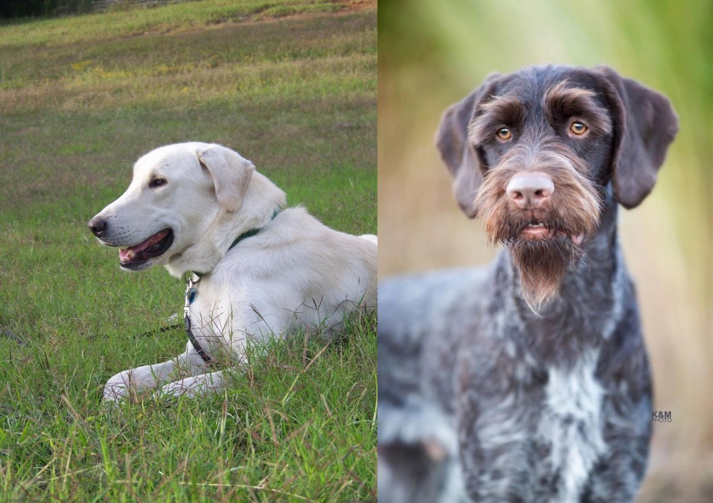 German Wirehaired Pointer vs Akbash Dog - Breed Comparison