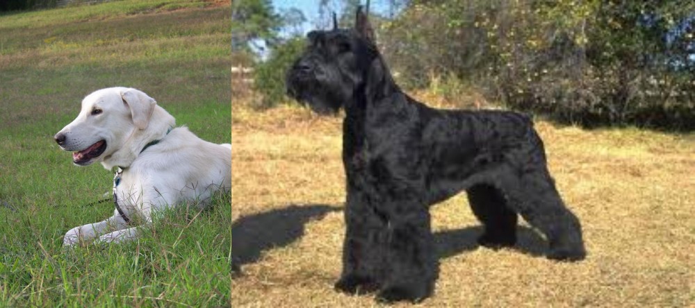 Giant Schnauzer vs Akbash Dog - Breed Comparison
