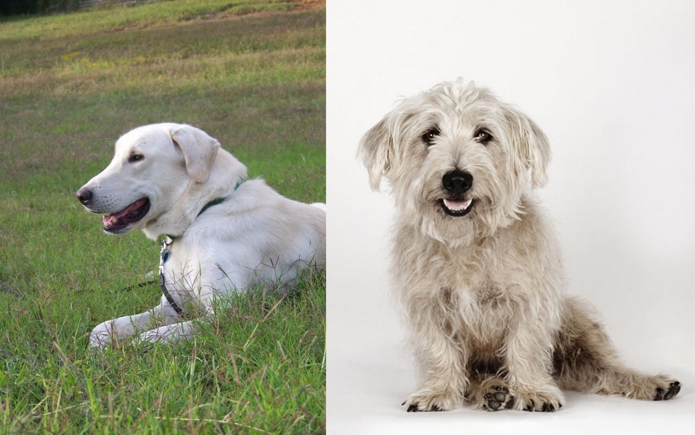 Glen of Imaal Terrier vs Akbash Dog - Breed Comparison