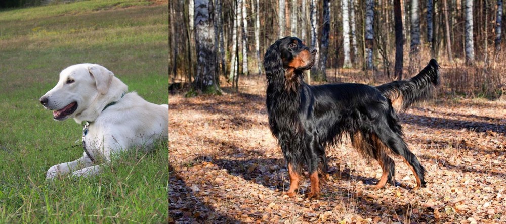 Gordon Setter vs Akbash Dog - Breed Comparison