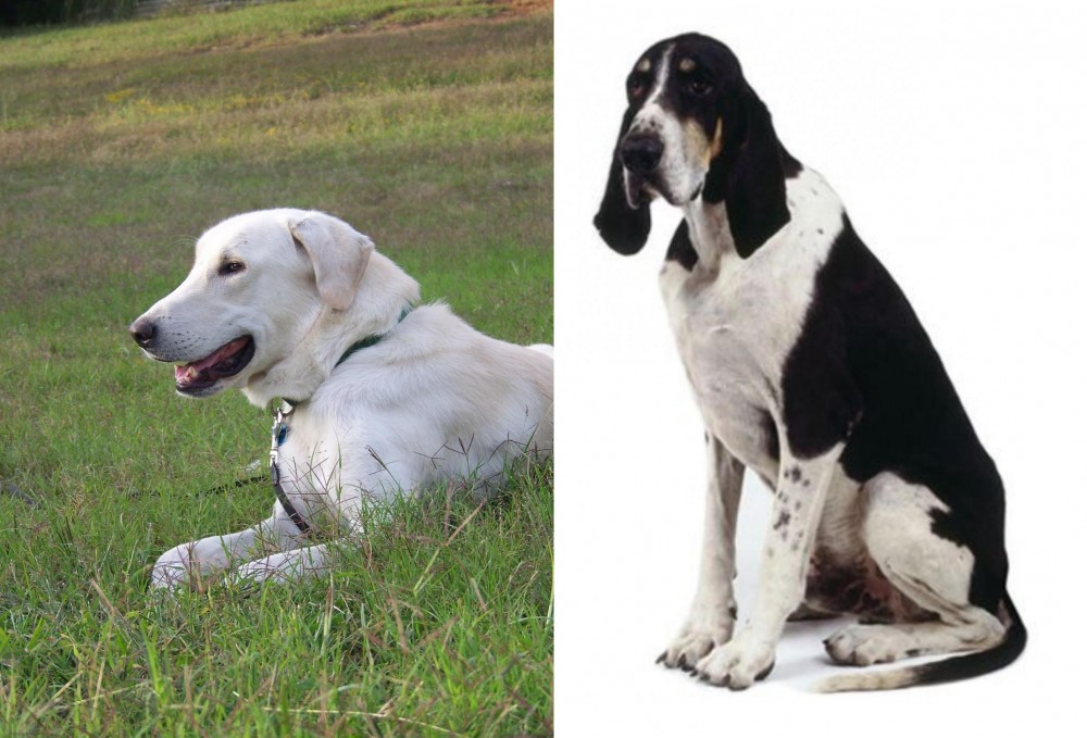 Grand Anglo-Francais Blanc et Noir vs Akbash Dog - Breed Comparison