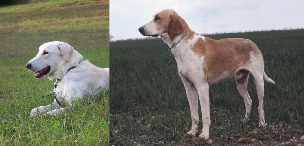 Grand Anglo-Francais Blanc et Orange vs Akbash Dog - Breed Comparison