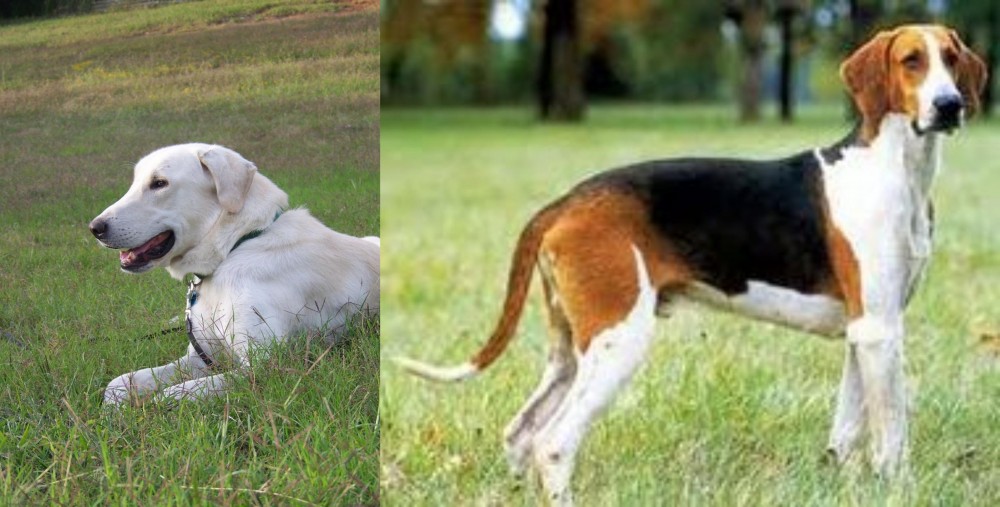 Grand Anglo-Francais Tricolore vs Akbash Dog - Breed Comparison