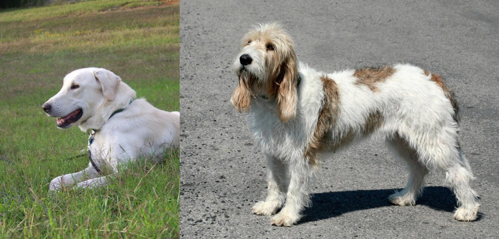 Grand Basset Griffon Vendeen vs Akbash Dog - Breed Comparison