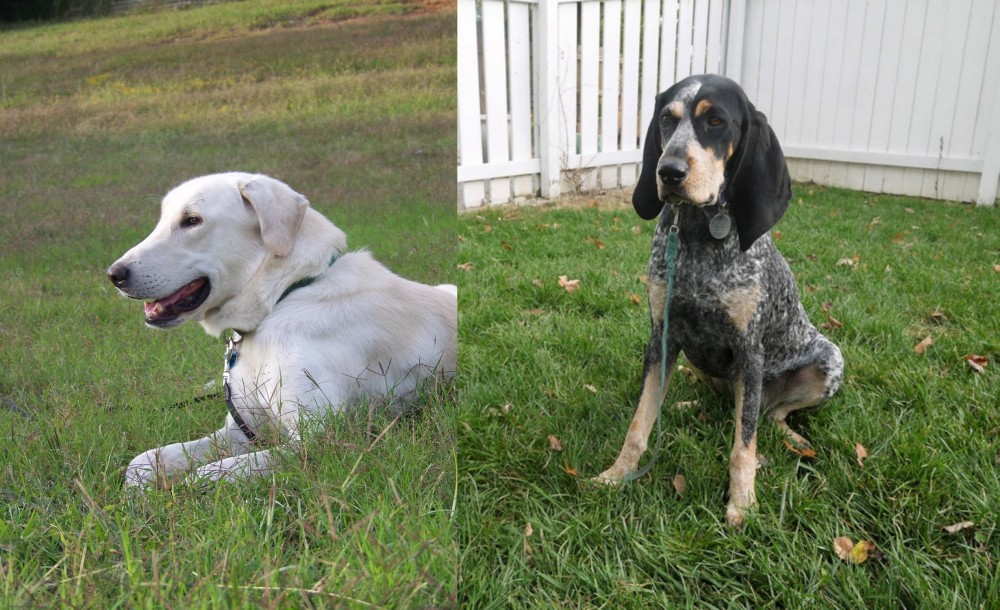 Grand Bleu de Gascogne vs Akbash Dog - Breed Comparison