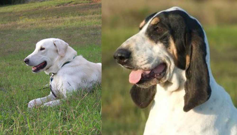 Grand Gascon Saintongeois vs Akbash Dog - Breed Comparison