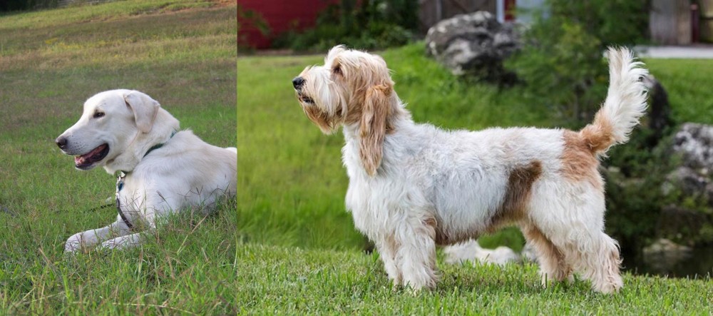 Grand Griffon Vendeen vs Akbash Dog - Breed Comparison