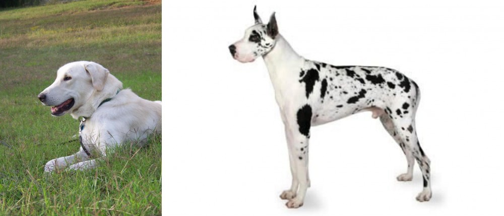 Great Dane vs Akbash Dog - Breed Comparison