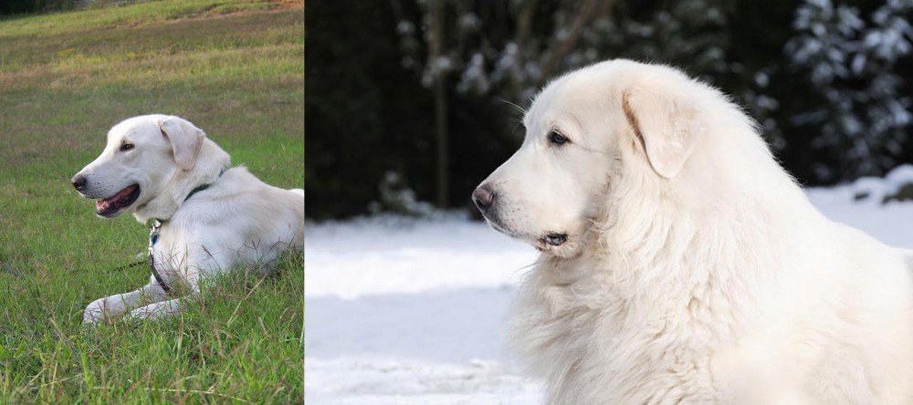 Great Pyrenees vs Akbash Dog - Breed Comparison