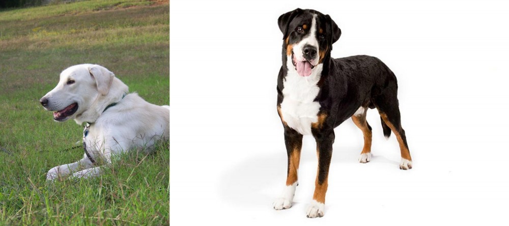 Greater Swiss Mountain Dog vs Akbash Dog - Breed Comparison