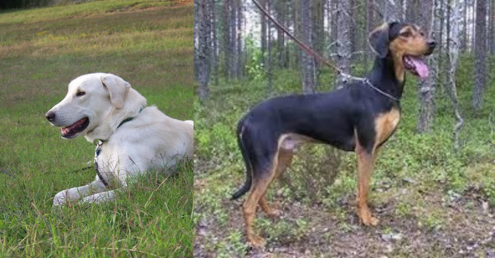 Greek Harehound vs Akbash Dog - Breed Comparison