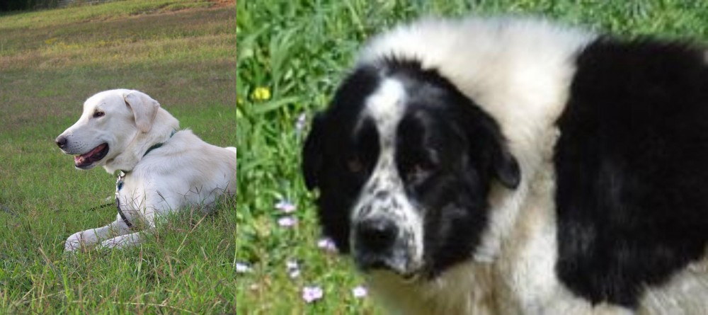 Greek Sheepdog vs Akbash Dog - Breed Comparison
