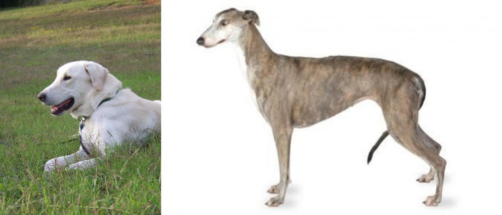 Greyhound vs Akbash Dog - Breed Comparison