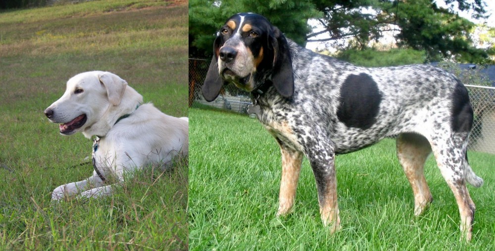 Griffon Bleu de Gascogne vs Akbash Dog - Breed Comparison