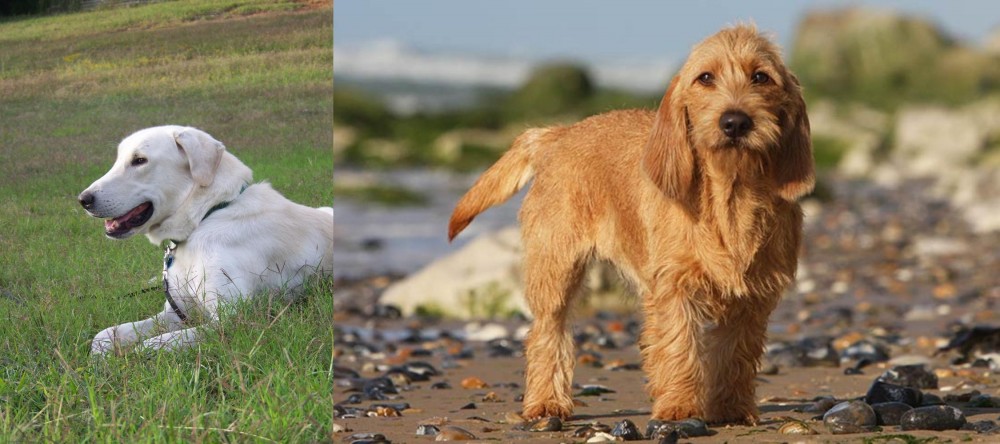 Griffon Fauve de Bretagne vs Akbash Dog - Breed Comparison