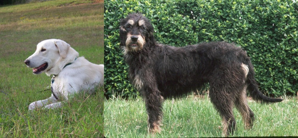 Griffon Nivernais vs Akbash Dog - Breed Comparison